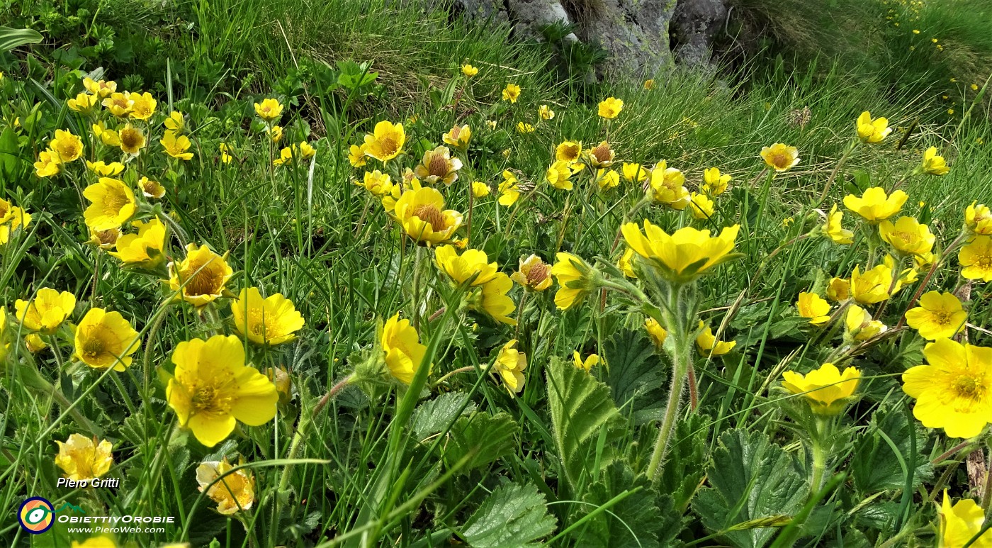 86 Cariofillata montana (Geum montanum).JPG